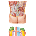 Kidneys in Situ: Posterior Views