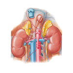 Renal Artery and Vein in Situ