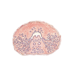 Cross Section Through Prostate