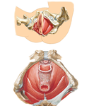 Pelvic Diaphragm: Female (continued)