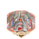 Endopelvic Fascia and Potential Spaces