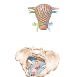 Uterus: Fascial Ligaments
