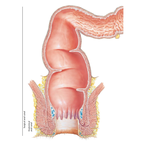 Rectum and Anal Canal