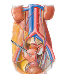 Arteries and Veins of Pelvic Organs: Female Anterior View