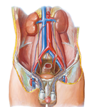 Arteries and Veins of Testis: Anterior View