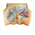 Lymph Vessels and Nodes of Perineum: Female