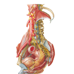 Nerves of Pelvic Viscera: Male