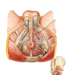 Nerves of Perineum: Male