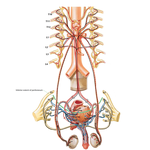 Innervation of Male Reproductive Organs: Schema