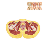 Female Pelvis: Cross Section of Vagina and Urethra
