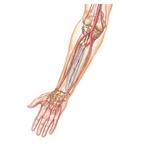 Arteries of Forearm and Hand