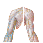 Cutaneous Nerves and Superficial Veins of Proximal Upper Limb