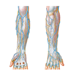 Cutaneous Nerves and Superficial Veins of Forearm and Hand