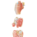 Scapulothoracic and Shoulder Dissection