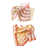 Axillary Artery and Anastomoses Around Scapula