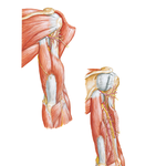 Muscles of Arm: Posterior Views