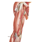 Brachial Artery in Situ