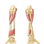 Individual Muscles of Forearm: Rotators of Radius