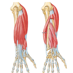 Individual Muscles of Forearm: Extensors of Wrist and Digits