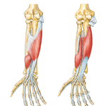 Individual Muscles of Forearm: Flexors of Digits