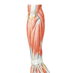 Muscles of Forearm (Superficial Layer): Posterior View
