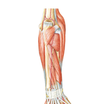Muscles of Forearm (Deeper Layer): Posterior View