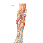 Muscles of Forearm (Deep Layer): Anterior View