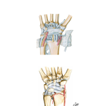 Ligaments of Wrist