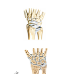 Ligaments of Wrist (continued)