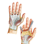 Wrist and Hand: Superficial Palmar Dissections