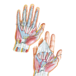 Wrist and Hand: Deeper Palmar Dissections