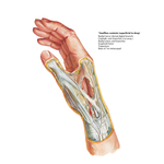 Wrist and Hand: Superficial Dissection
