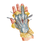 Wrist and Hand: Superficial Dorsal Dissection