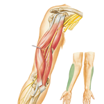 Musculocutaneous Nerve: Anterior View
