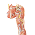 Radial Nerve in Arm and Nerves of Posterior Shoulder: Posterior View