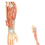 Radial Nerve in Forearm and Hand