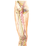 Arteries of Thigh and Knee