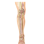 Arteries of  Knee and Foot