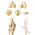Osteology of Knee