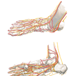 Anatomy of Foot: Nerves and Arteries