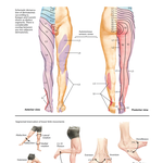 Dermatomes of Lower Limb and Segmental Nerve Function