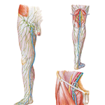 Lymph Vessels and Nodes of Lower Limb
