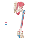 Bony Attachments of Muscles of Hip and Thigh: Posterior View