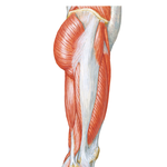 Muscles of Hip and Thigh: Lateral View