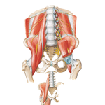 Psoas and Iliacus Muscles