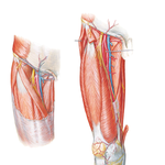 Arteries and Nerves of Thigh: Anterior Views