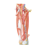 Arteries and Nerves of Thigh: Anterior Views (continued)