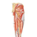 Arteries and Nerves of Thigh: Posterior View