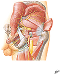 Nerves of Hip and Buttock