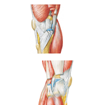 Knee: Medial and Lateral Views